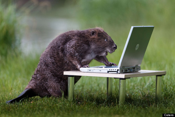Beaver Uses Laptop