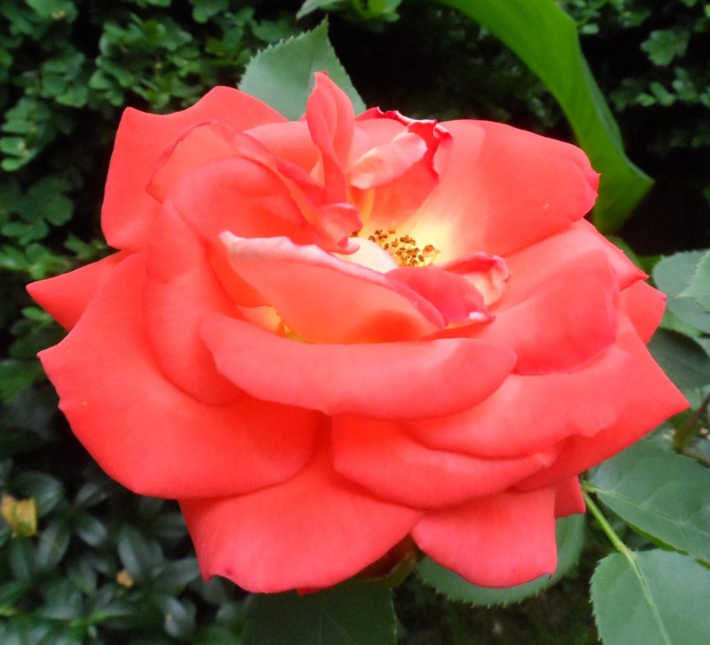 Róża-dla-Ciebie-z-mojego-ogródka-1